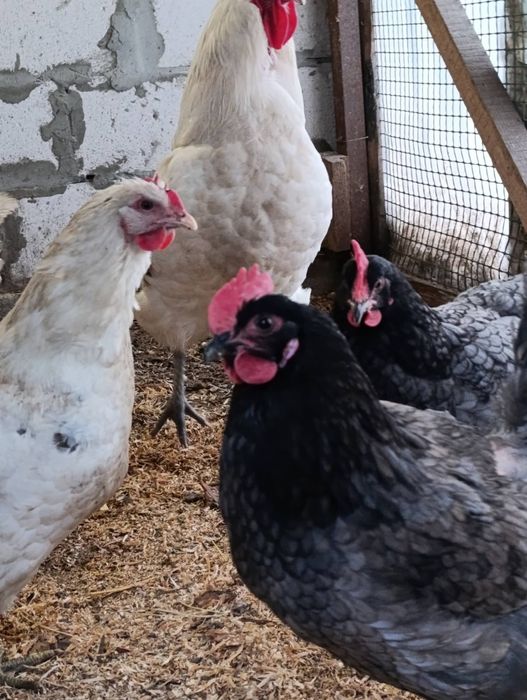 Інкубаційні яйця Джерсійського гіганта.