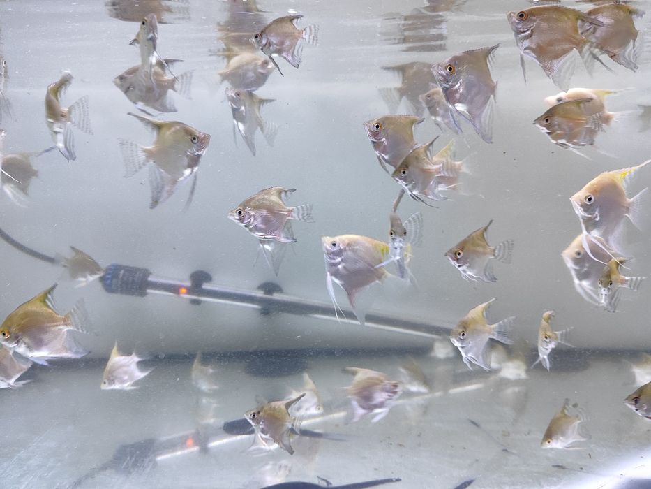 Peixes Escalares gold e zebra