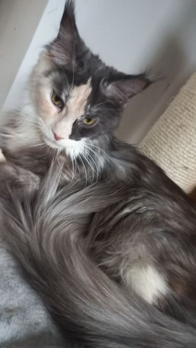 Koteczka Maine Coon