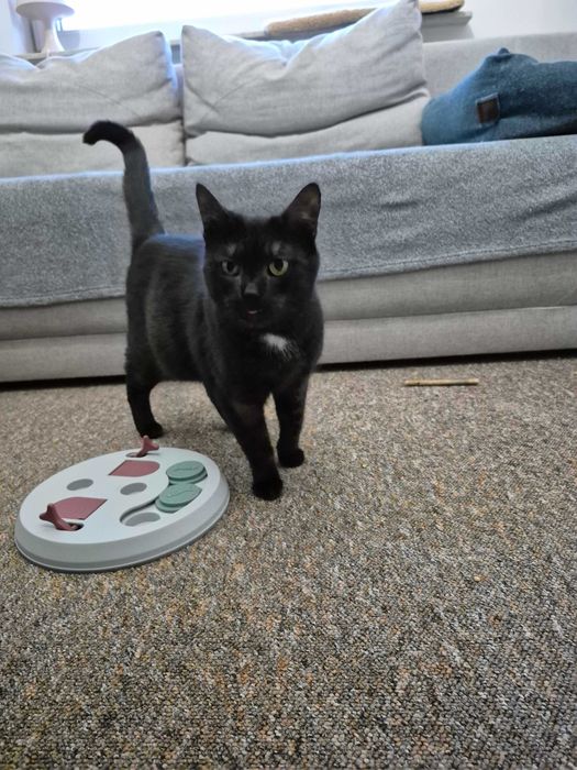 Luna - kotka do adopcji
