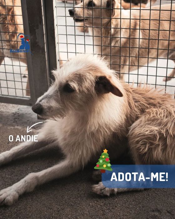 Andie cao de porte medio - grande