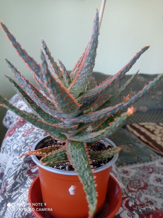 Алоє Вітроель.           .