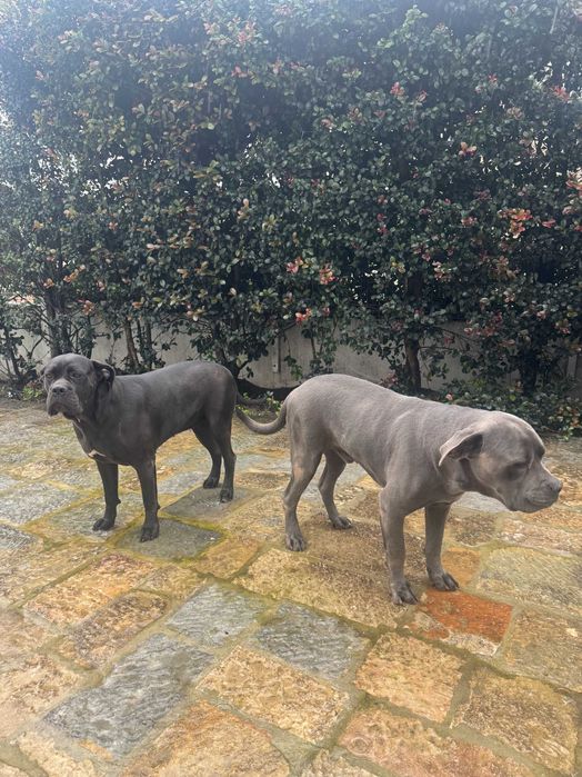 2 Cane Corso Italiano para adopção