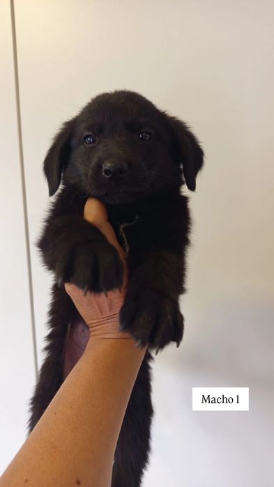 Caezinhos bebés para adopção