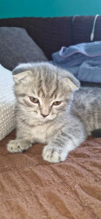 кошинята британьські та шотланські