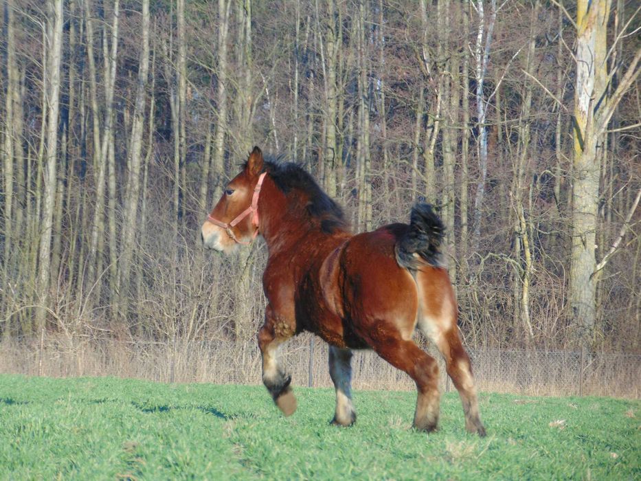ogierek 11 miesięczny pkz- sztum, księga główna