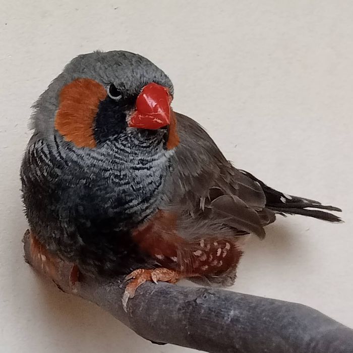 Diamantes Mandarins Exposição