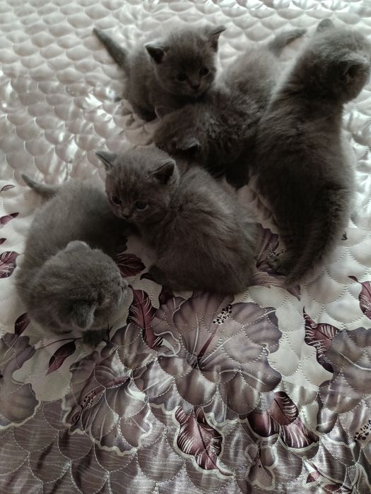 Koty brytyjskie krótkowłose