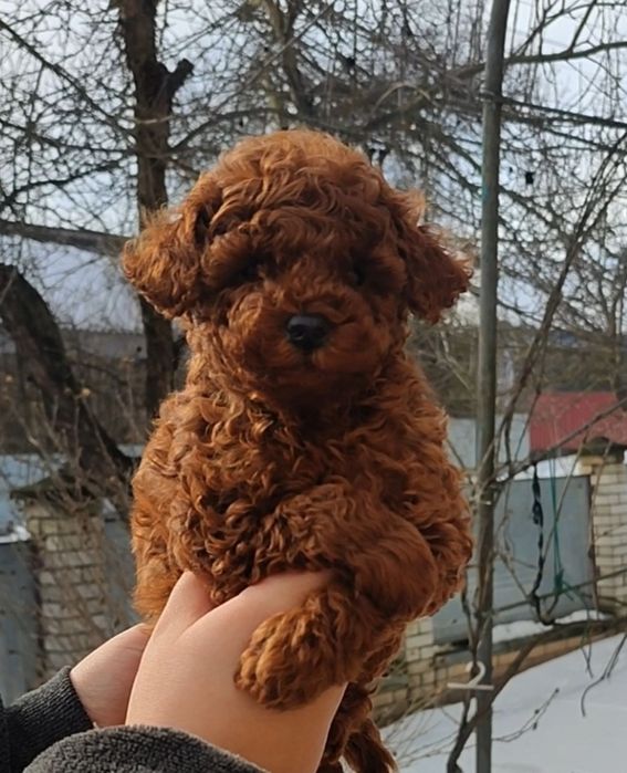 Супер красавчік той пуделЬ,мінні