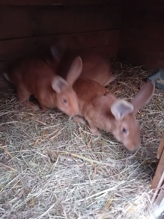 Sprzedam samice burgunda z młodymi 8 szt