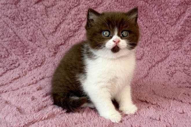 Кошенята, "шиншили", "чеширські коти" та інші