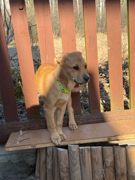 Pilnie oddam szczeniaka