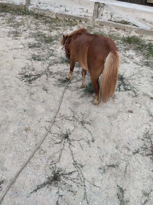 Vendo pônei muito meigo