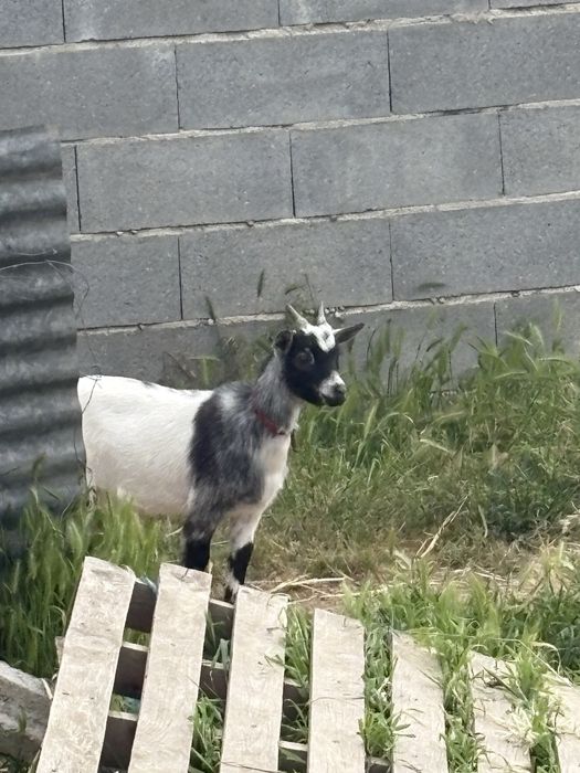 cabrinhas anas domesticas