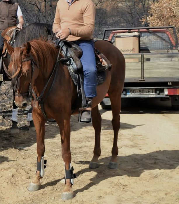 Cavalo Versatil Manso com 8 anos