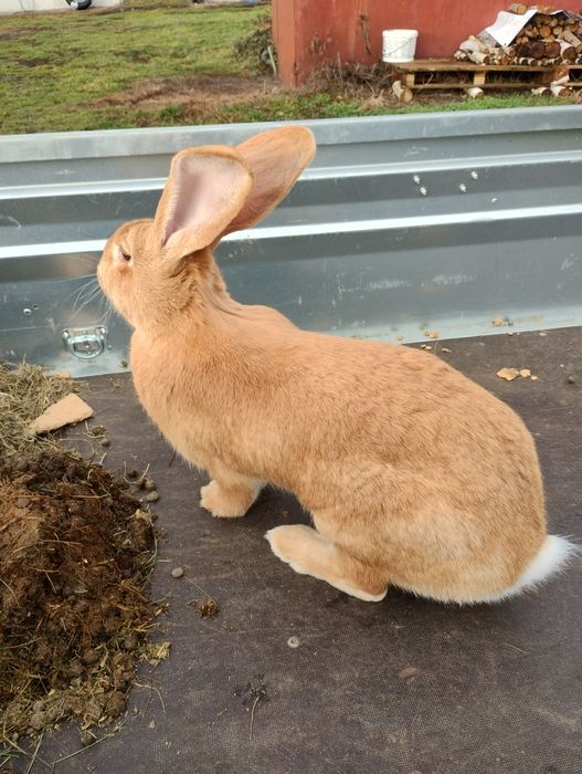 Królik rasy belgijskiej