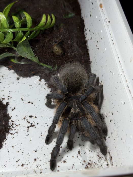 Ptasznik Harpactira pulchripes 5,5dc dorosła samica
