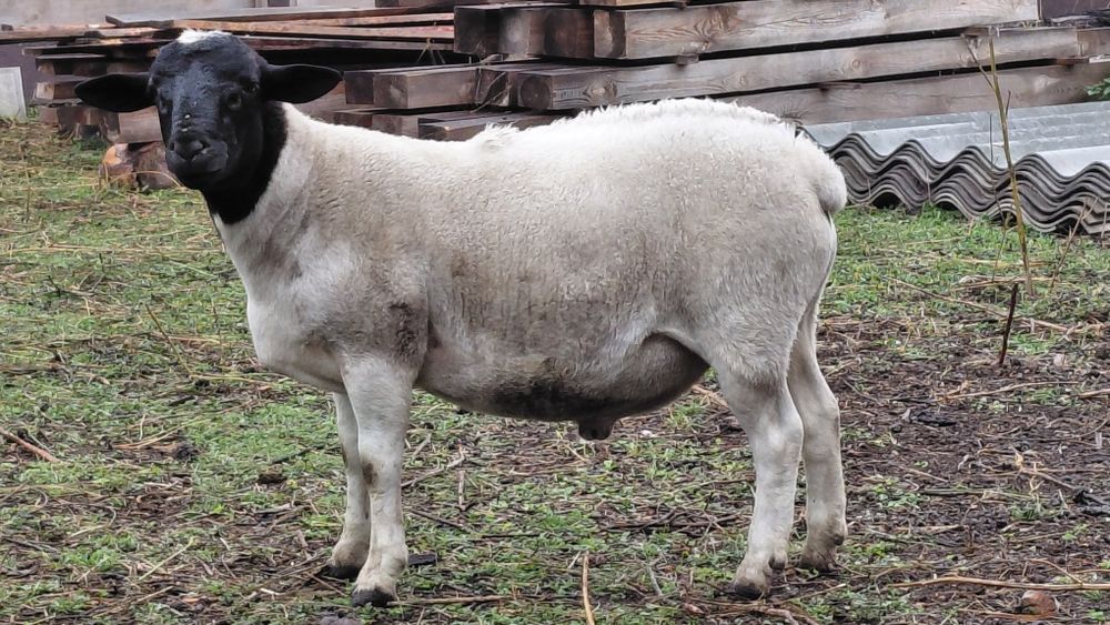 Дорпер баранчики, ярка.