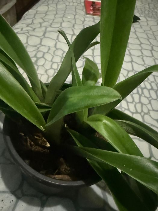 Orquídea sapatinho/paphiopedillum insigne.