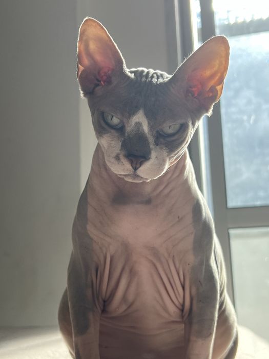 Petsitter / Hospedagem