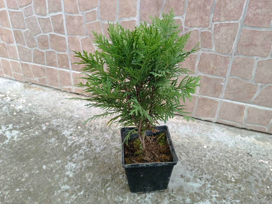 Туя Даника | Thuja occidentalis Danica в контейнере 1.5 литра
