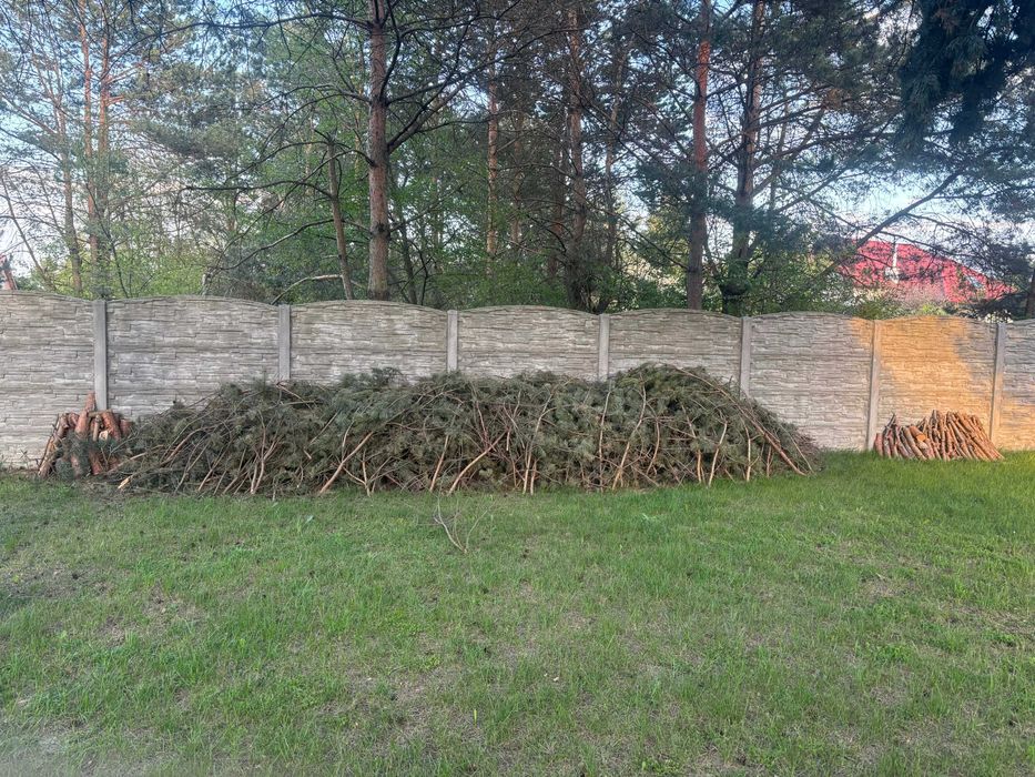 Oddam za darmo ścięte gałęzie sosny i pniaki