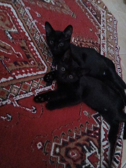 Віддам в добрі руки кошеня