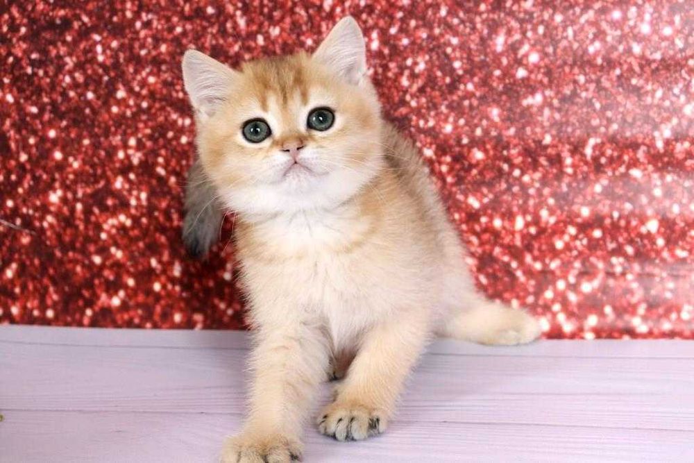 Суперська золота шиншила з домашнього розплідника-хлопчик