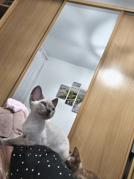 Kocurek Devon Rex zarezerwowany