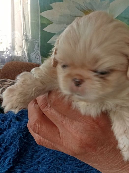 Собачки пекінеси