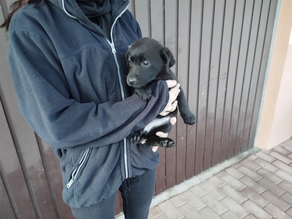 Oddam Labradory szczeniaki