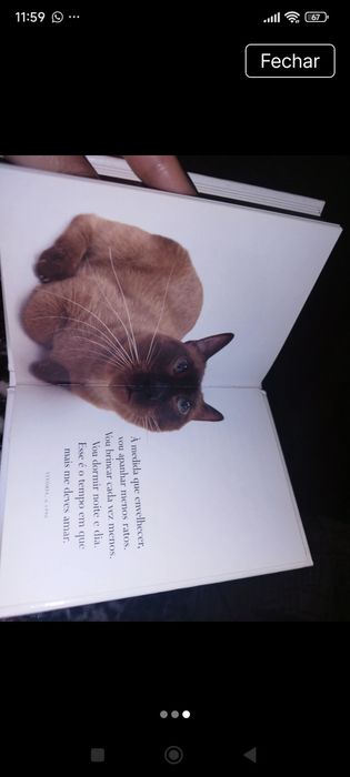 Queridos Gatinhos!
de Helen Exley