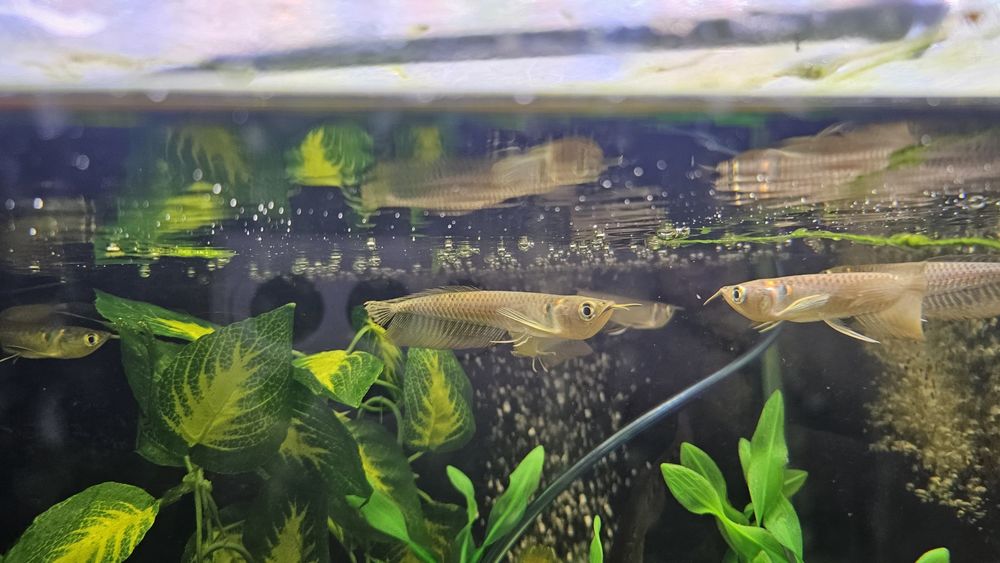 Arowana silver 15cm