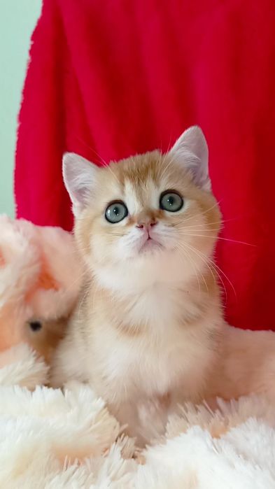 Зеленоглазый котик золотая шиншилла