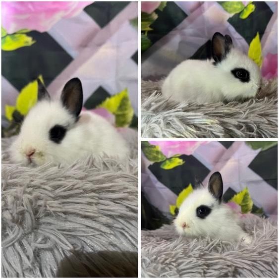 Karzełki Teddy Mini