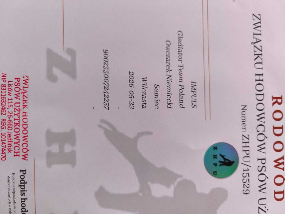 Owczarek niemiecki wilczasty użytkowy