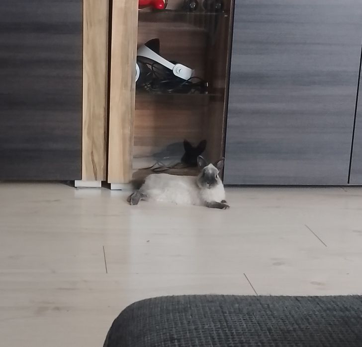 Królik hermelin, miniaturka samiczka