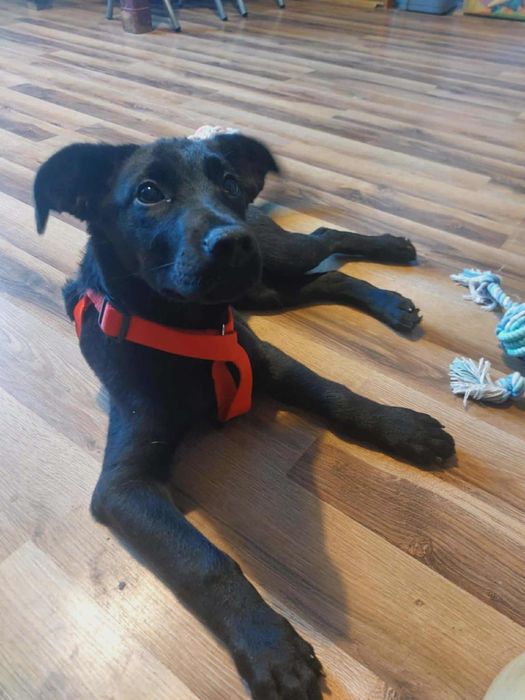 Kochane proludzkie młodziaki polecają się do adopcji