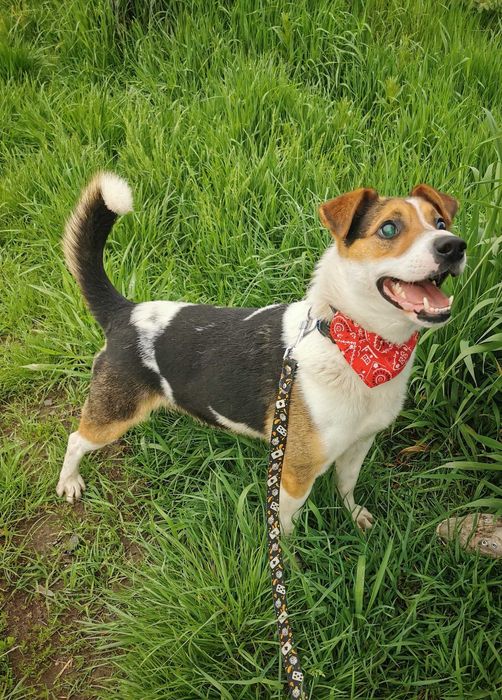 Rio - trikolorowy przystojniak poleca się do adopcji.