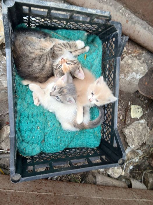 Відам три котення в хороші руки