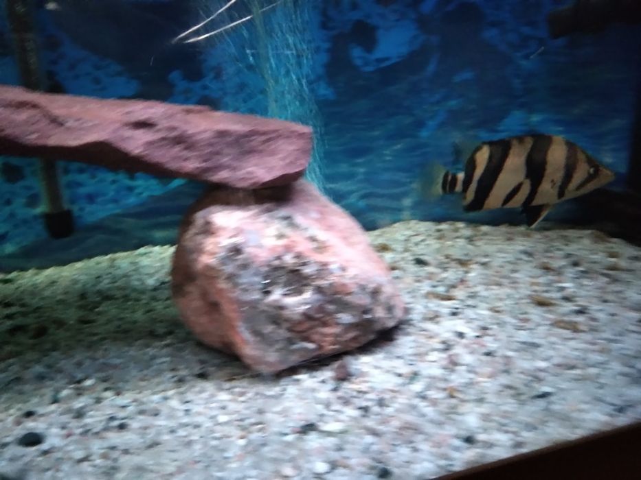 Strzepiel azjatycki- Datnoides microlepis