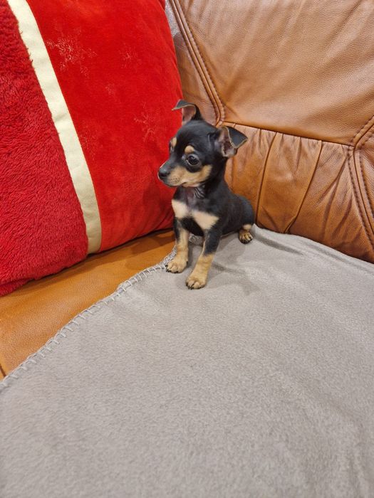 Pinczer miniaturowy (ratlerek)