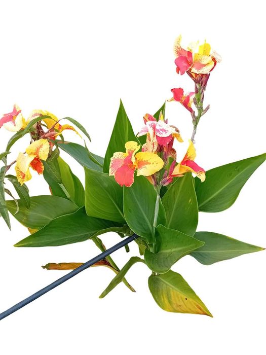 Canna Indica / Cana da India 7 variedades