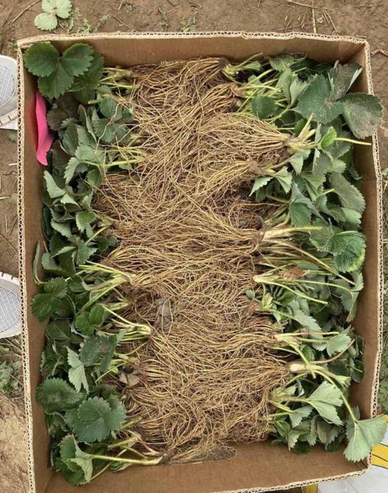 Копанка полуниці'касета'розсада