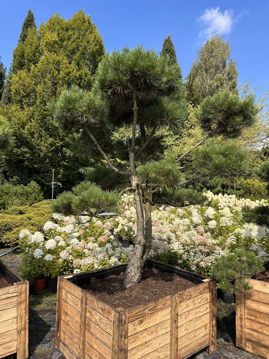 Sosna czarna formowana na bonsai