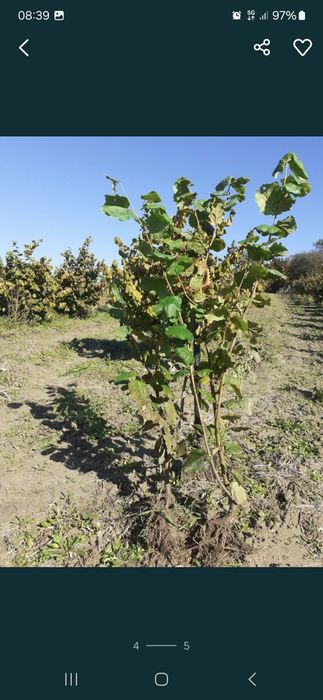 Sadzonki orzech laskowy