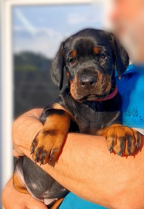 '.Крута дівчинка добермана . Эксклюзивный щенок добермана