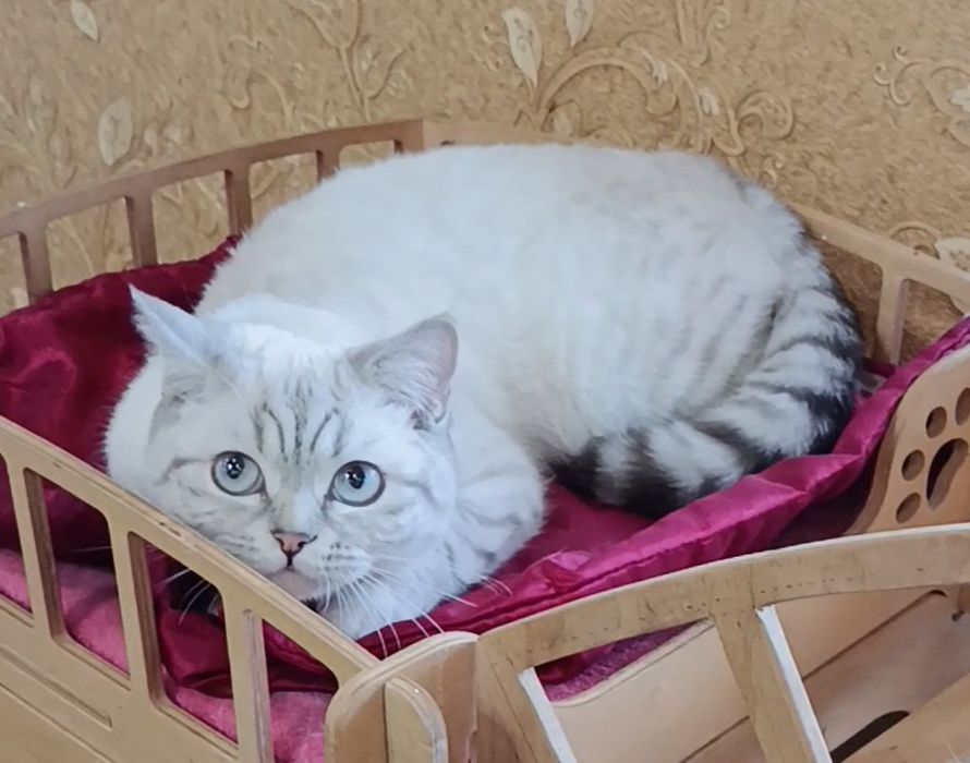 Мальчик шиншилла поинт