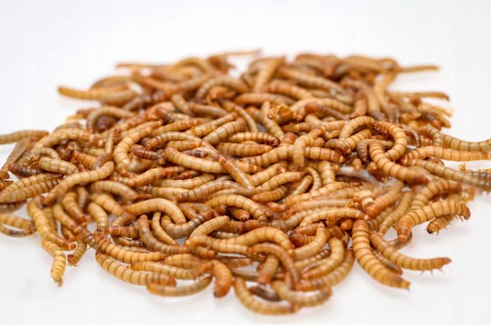 Mącznik młynarek  - stado zarodowe