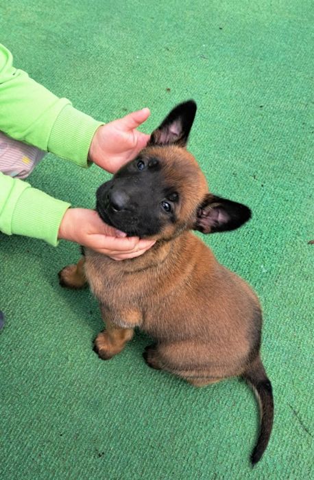 Owczarek Belgijski Malinois piesek